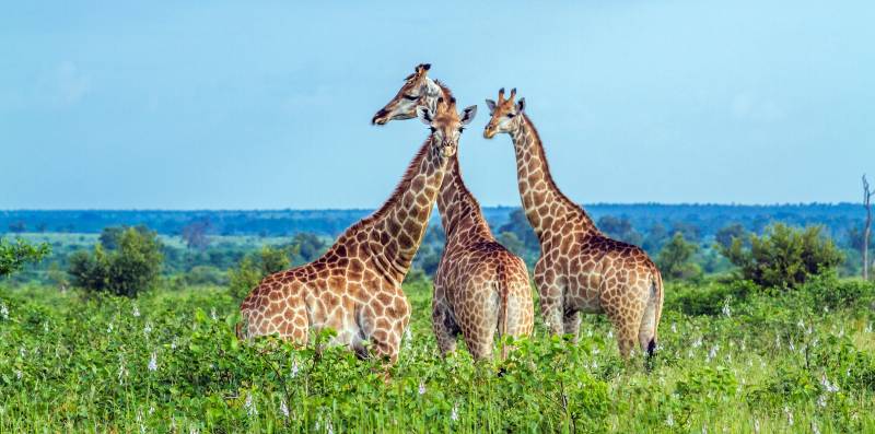 Family of Giraffe