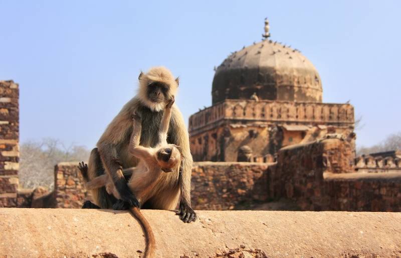 Gray langur (Semnopithecus dussumieri) with a baby sitting at Ranthambore Fort, Rajasthan
