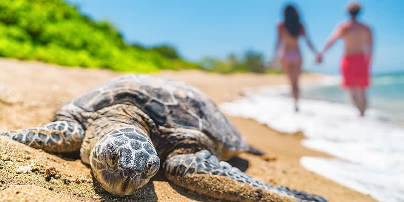 Hawaii- Travel Carefree