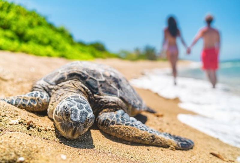 Hawaii sea turtle nesting on beach where tourists walking in background on vacation holiday travel. Wildlife protection conservation.