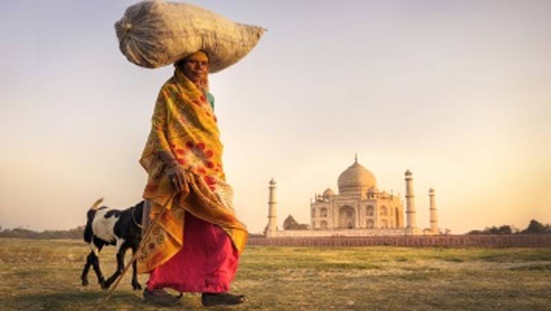 Indian woman carrying on head and goats near the taj mahal.