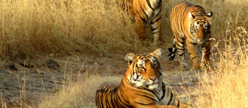 Tigers in Ranthambore National Park India