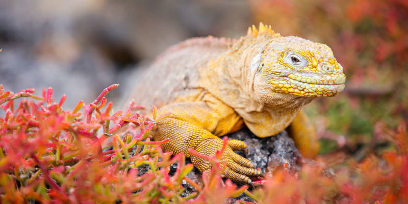 Land iguana in Galapagos, South America