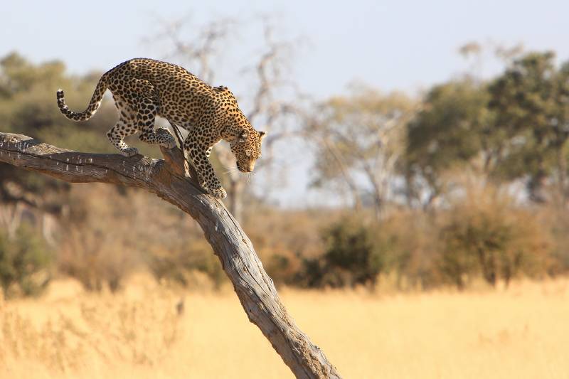Okavango-Delta-Botswana