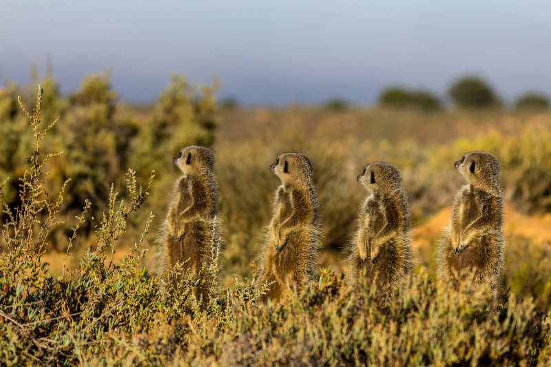Meerkats sunbathing in the Little Karoo, best road trips