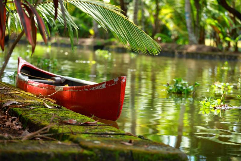 Palm tree tropical forest in backwaters of Cochin Kerala India Asia