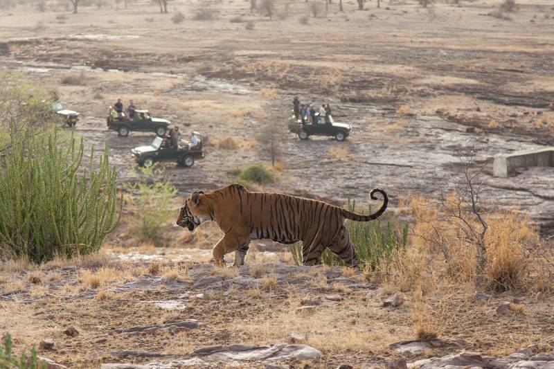Safari Group watching Wild Tiger, Ranthambore National Park, India