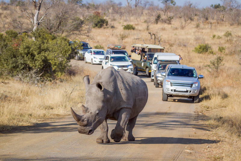 Enchanting Travels Guest - Traveled to South Africa - White Rhinoceros, Kruger National Park - Rebecca Cory