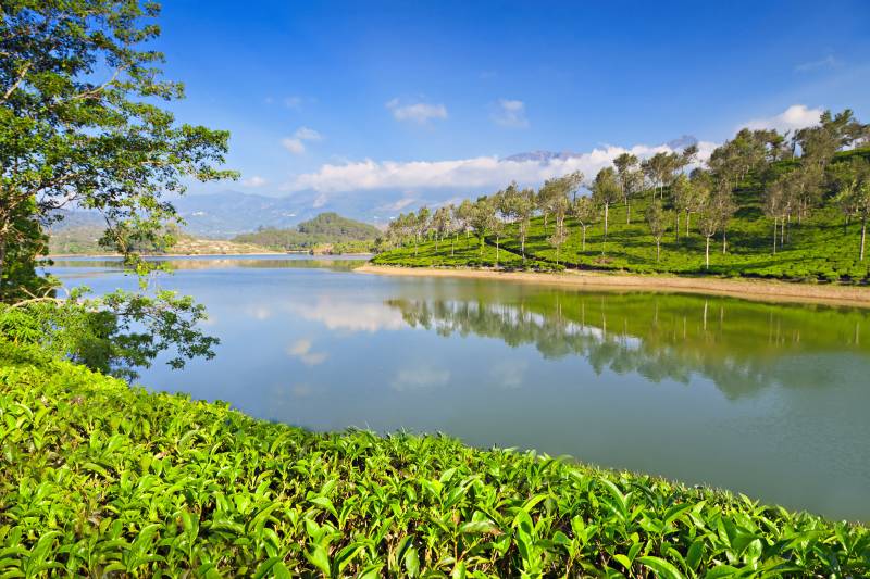 Tea plantation in Munnar, India, Asia