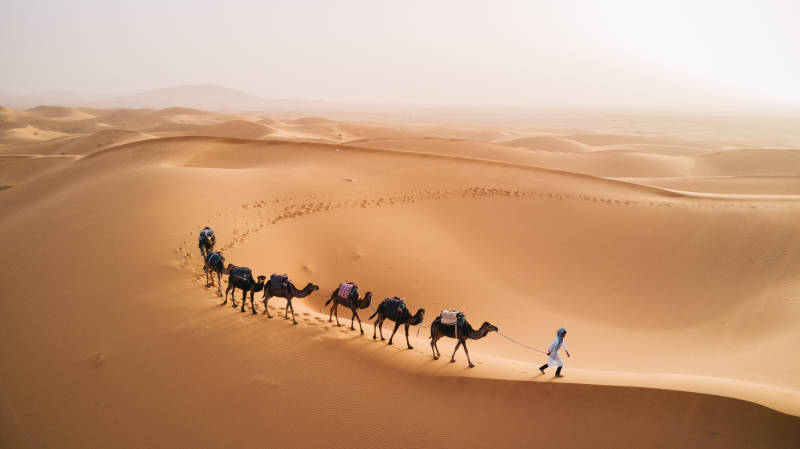 Tuareg with camels walk thru the desert on the western part of The Sahara Desert in Morocco, Africa