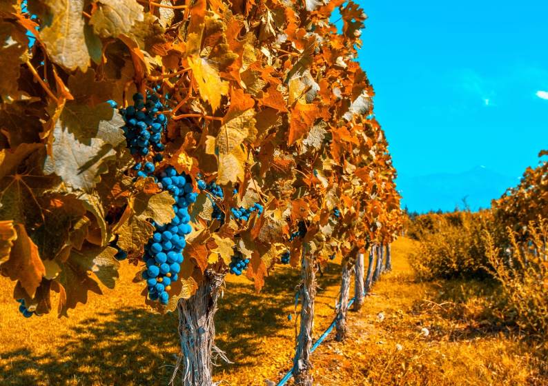 Tales of the Great Grape: It’s Wine Tour Time!