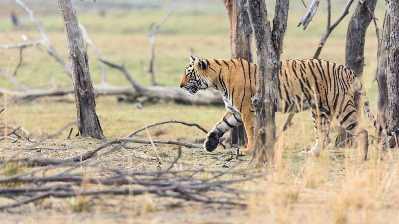Wild Bengal Tiger (Panthera Tigris Tigris) hiding to catch her Prey, Ranthambore national park Enchanting Travels India Tours