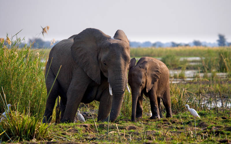 Elephants in Zambezi River