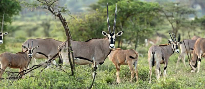 Samburu National Park