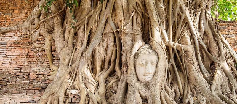 Buddhabaum in Ayutthaya
