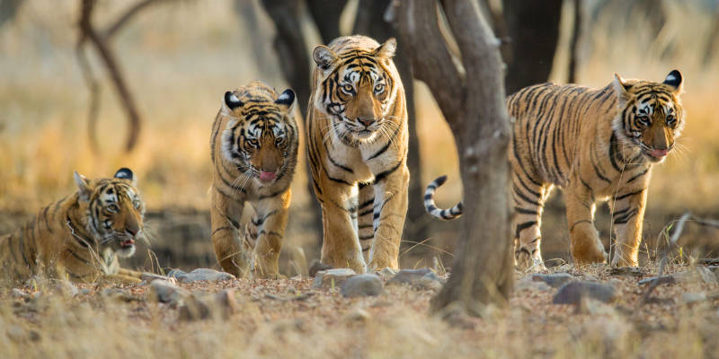 Tiger Safaris in India - Central & West India Tours