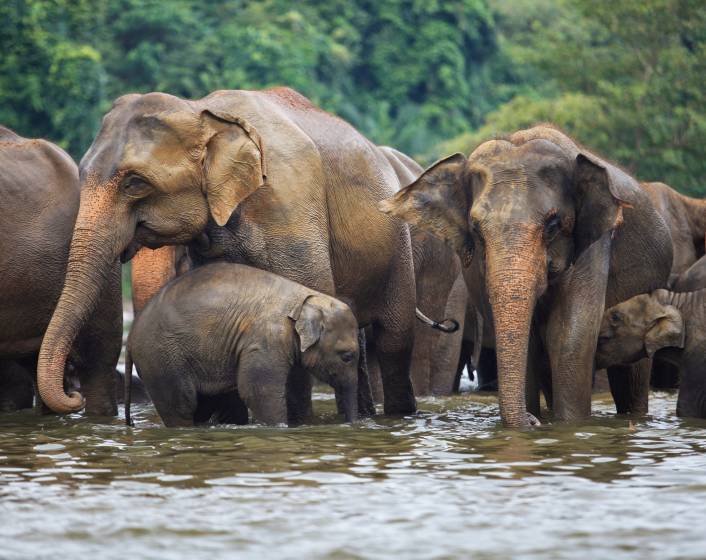 elephant family in water, Pinnawala, Sri Lanka, Asia, shutterstock_107817812
