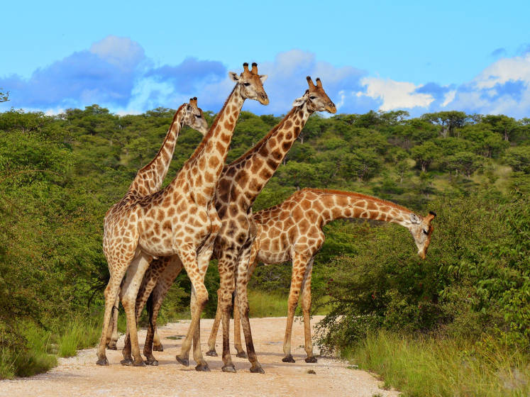 Africa's gentle giants.