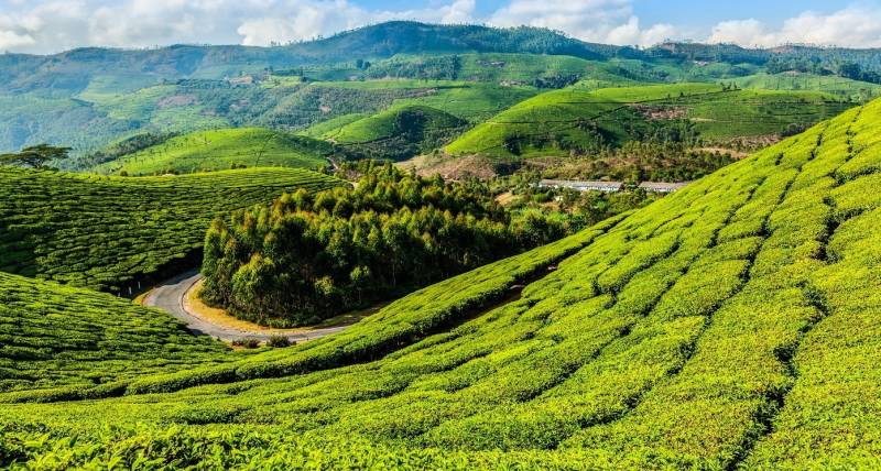 Tea plantations
