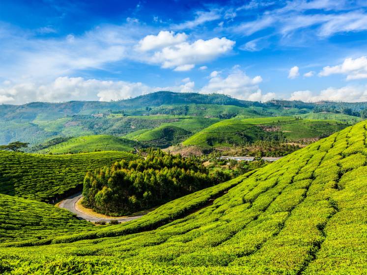 Tea plantations in Munnar