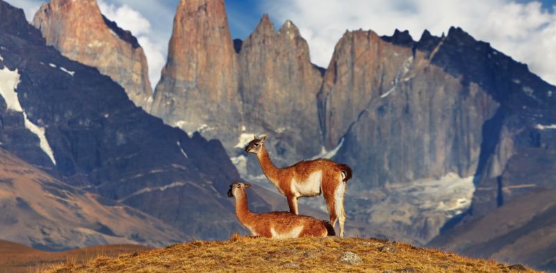 Guanacos in chile