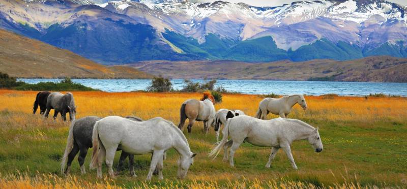 Horses Grazing in Torres del Paine, Chile