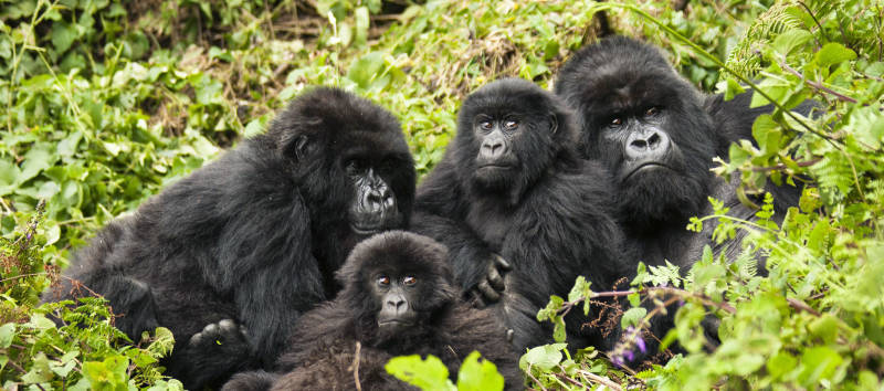 Rwanda Gorillas