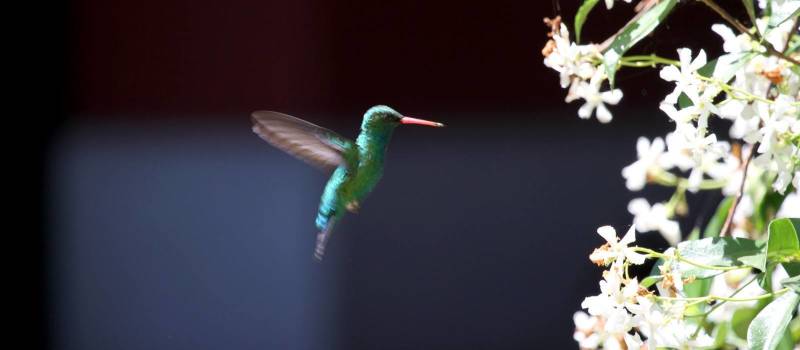 Exotic birds of La Candelaria del Monte in Buenos Aires Provincia in Argentina