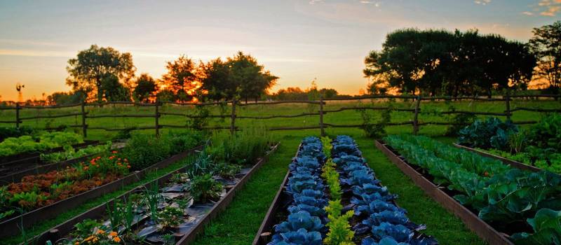 Vegetable garden at La Candelaria del Monte in Buenos Aires Provincia, Argentina