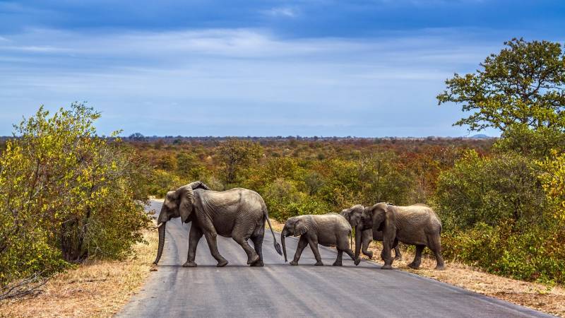 African,Bush,Elephants,Group,Crossing,Safari,Road,In,Kruger,National