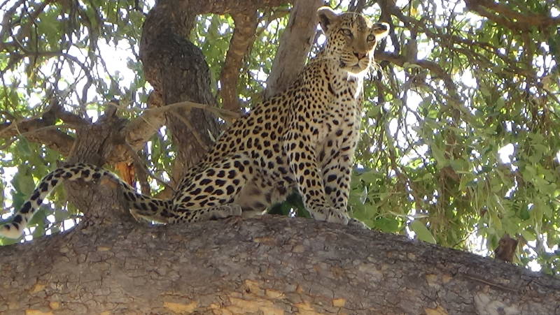 Enchanting Travels - Botswana