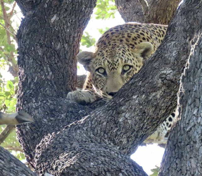 South Africa
