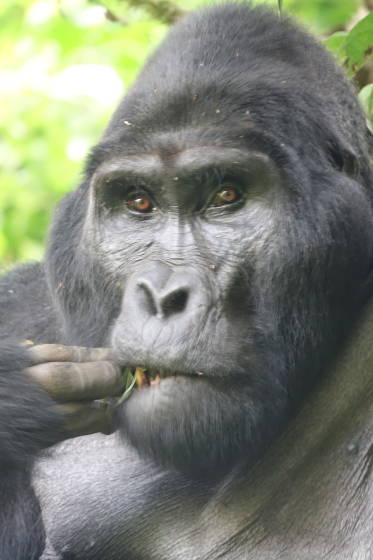 Uganda