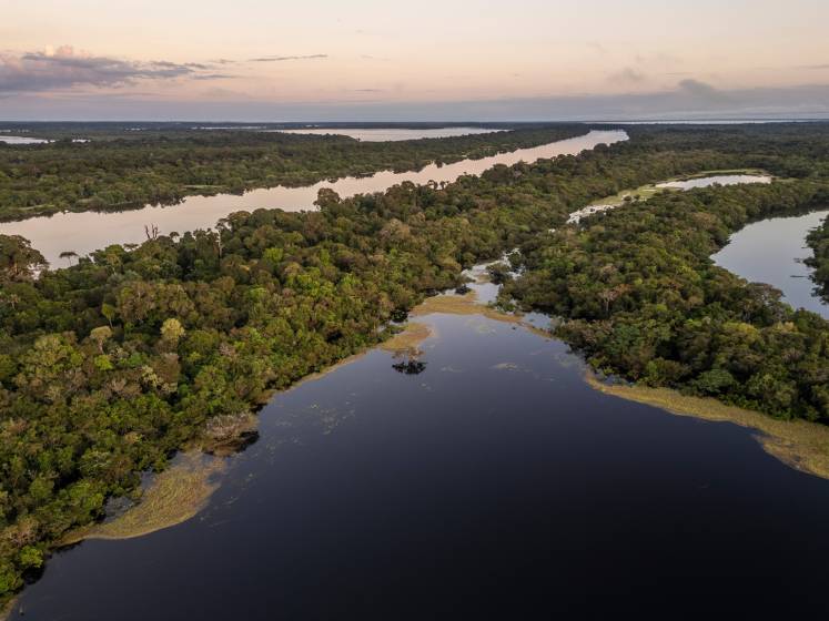 Aerial view of lush green Amazon rainforest islands surrounded by dark waters of the Negro River at sunset.