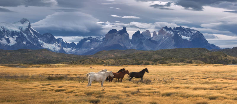 Horses grazing on golden Patagonian grasslands with dramatic Torres del Paine granite peaks and snow-capped mountains under stormy skies.