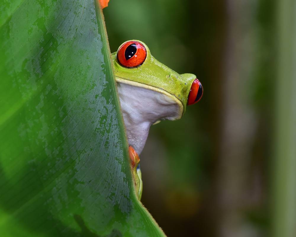 Frog Costa Rica