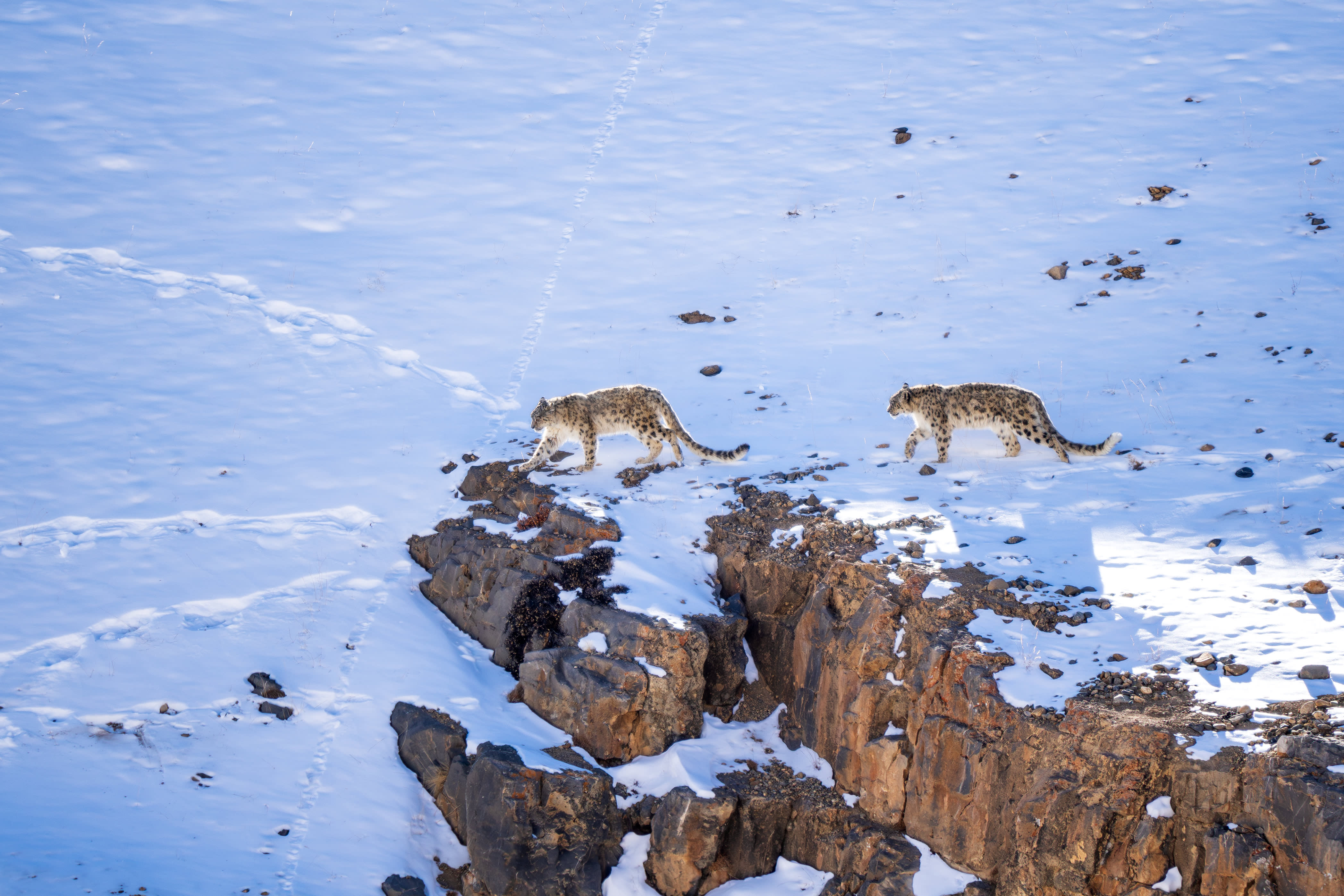Search for Snow Leopards with Valerie Parkinson