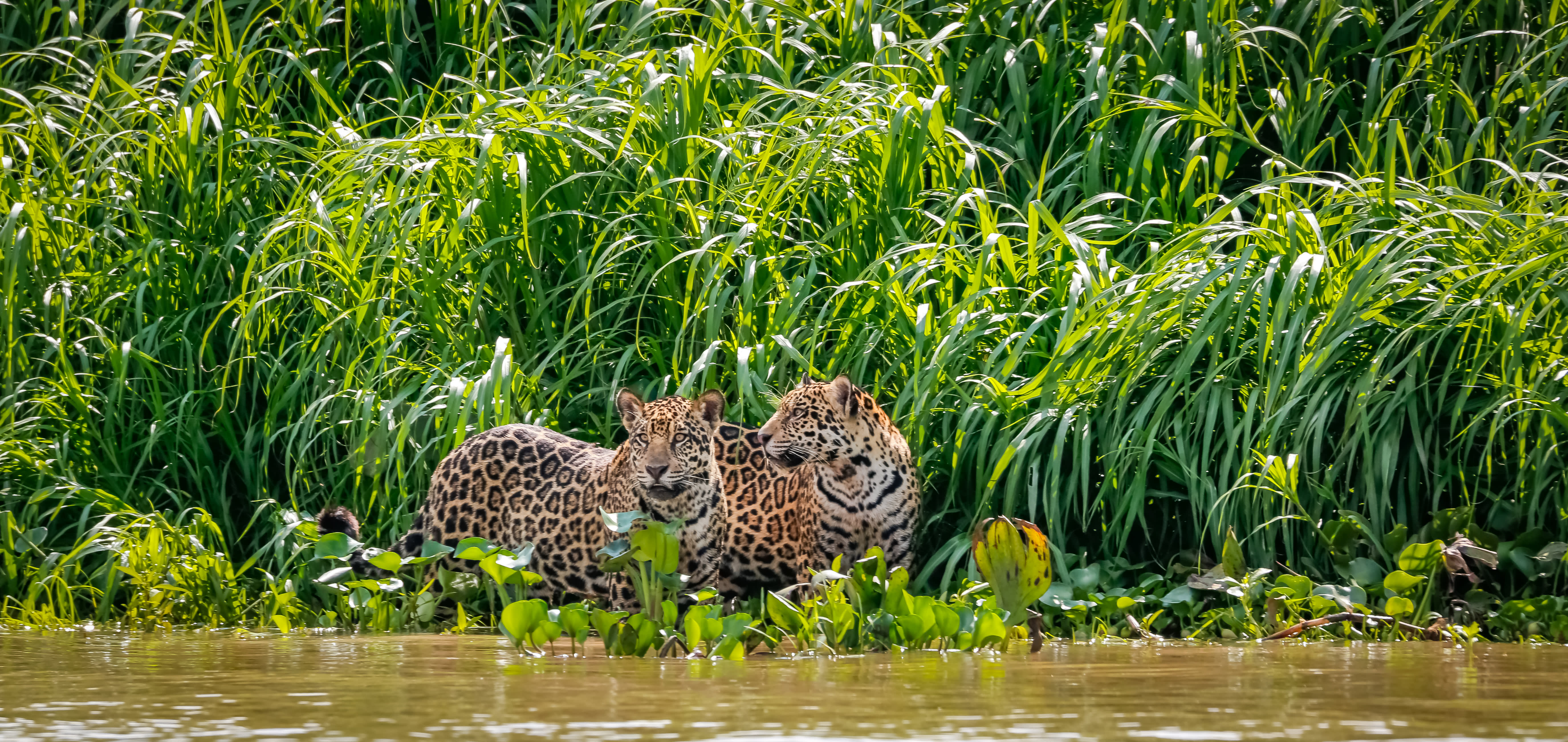 Pantanal - Land of the Jaguar