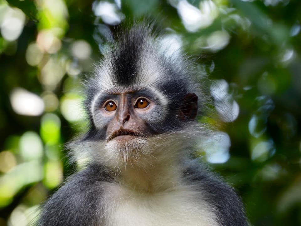 Primates & Dragons of Indonesia