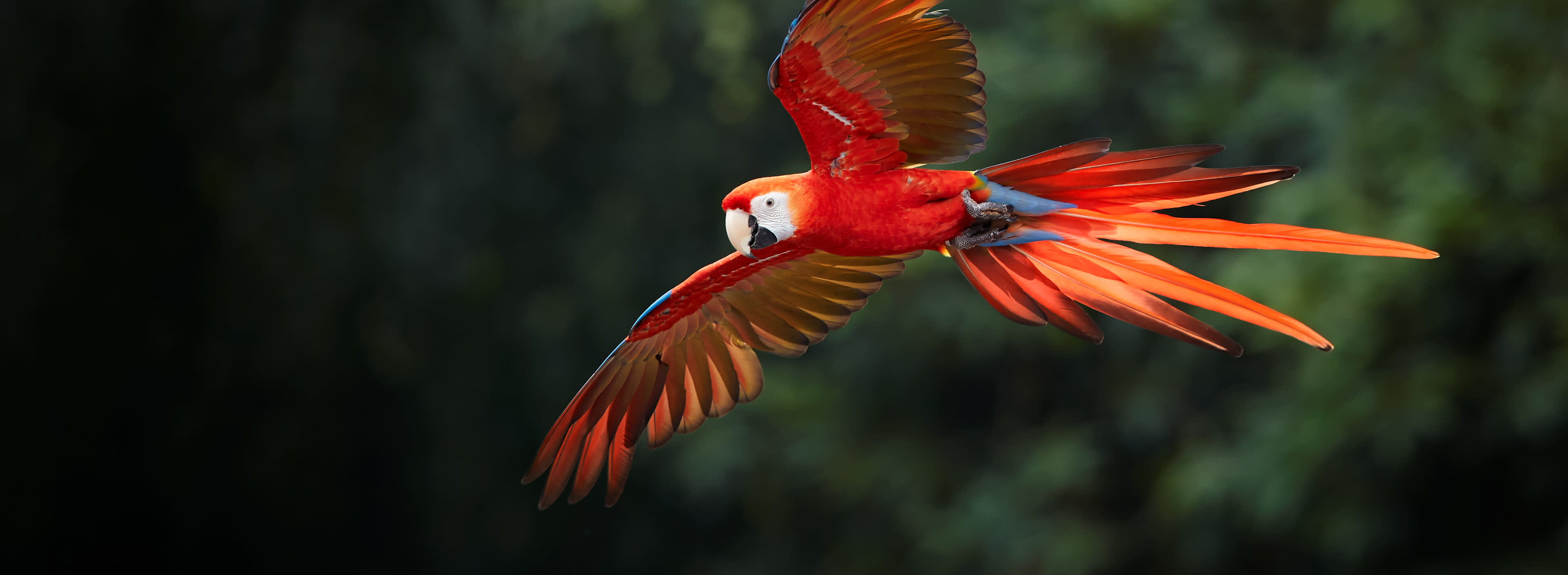 Expert Guide: How Long Do Parrots Live As Pets - Unveiling the Lifespan of Pet Parrots!