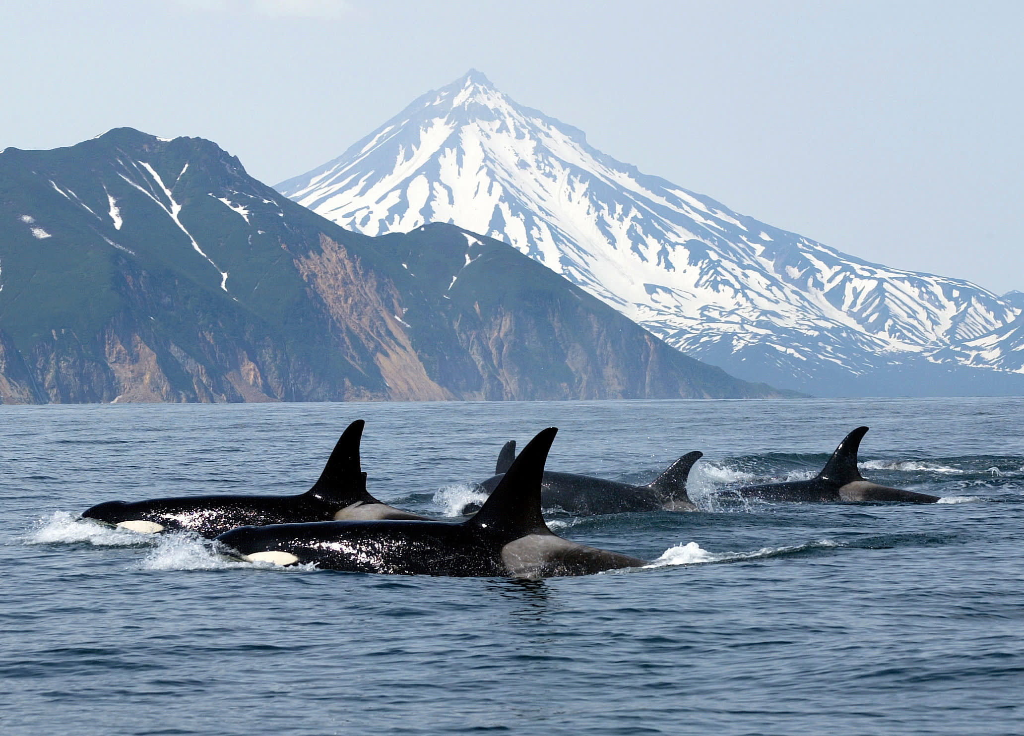 Whale & Bear Watching Holiday in Canada Exodus