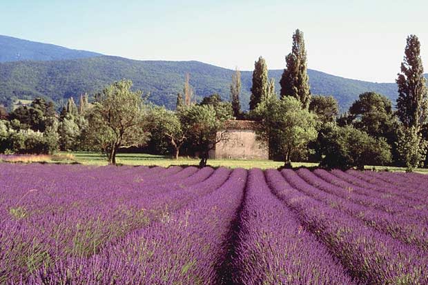 Best Time to See Wild Flowers in Norway 2024 - When to See 