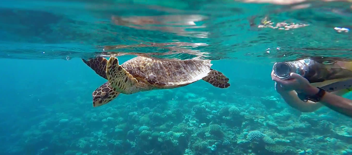 Marine Wildlife of the Maldives Exodus