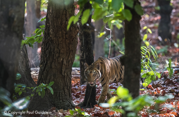 Bengal Tiger - Timbavati Wildlife Park