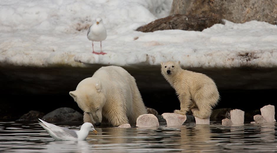 Bear cubs look like they're shaking on a deal as they play in the