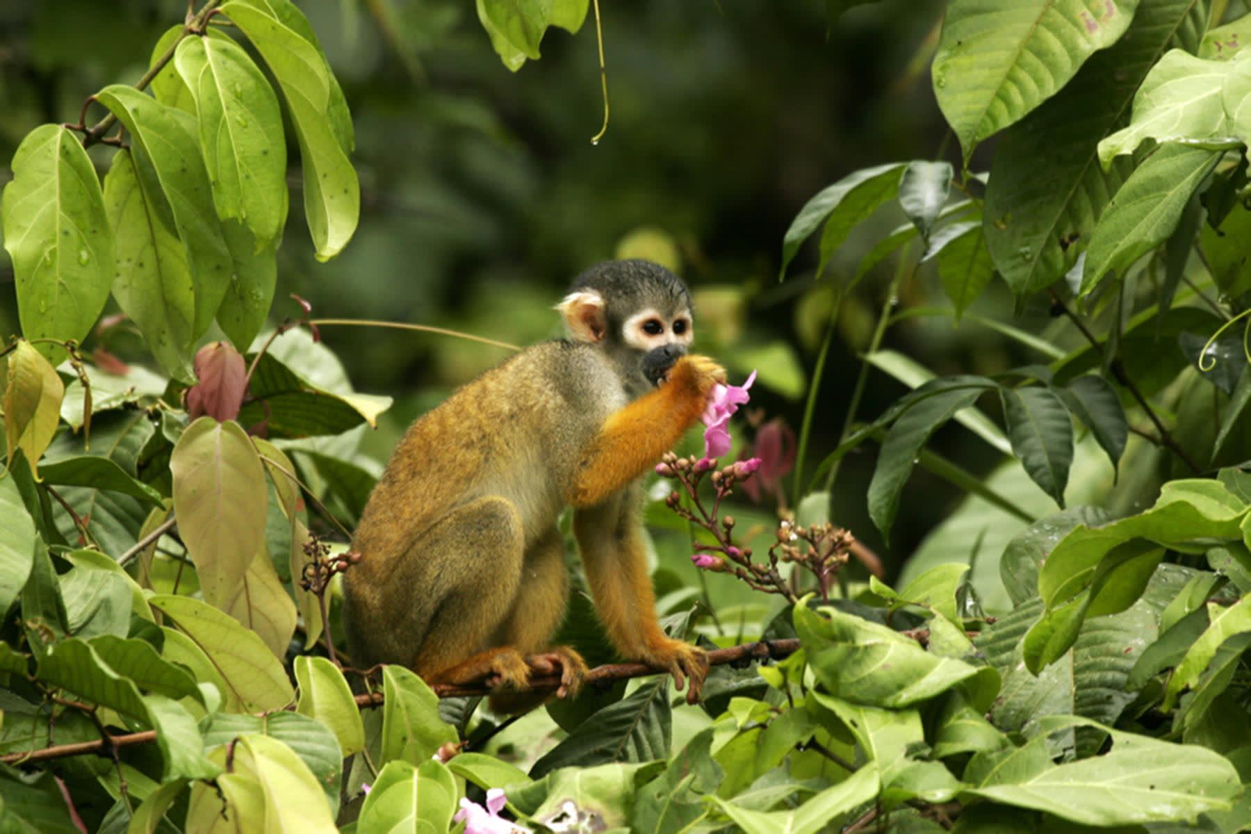 Bird market photo yields an unknown monkey species in Indonesia