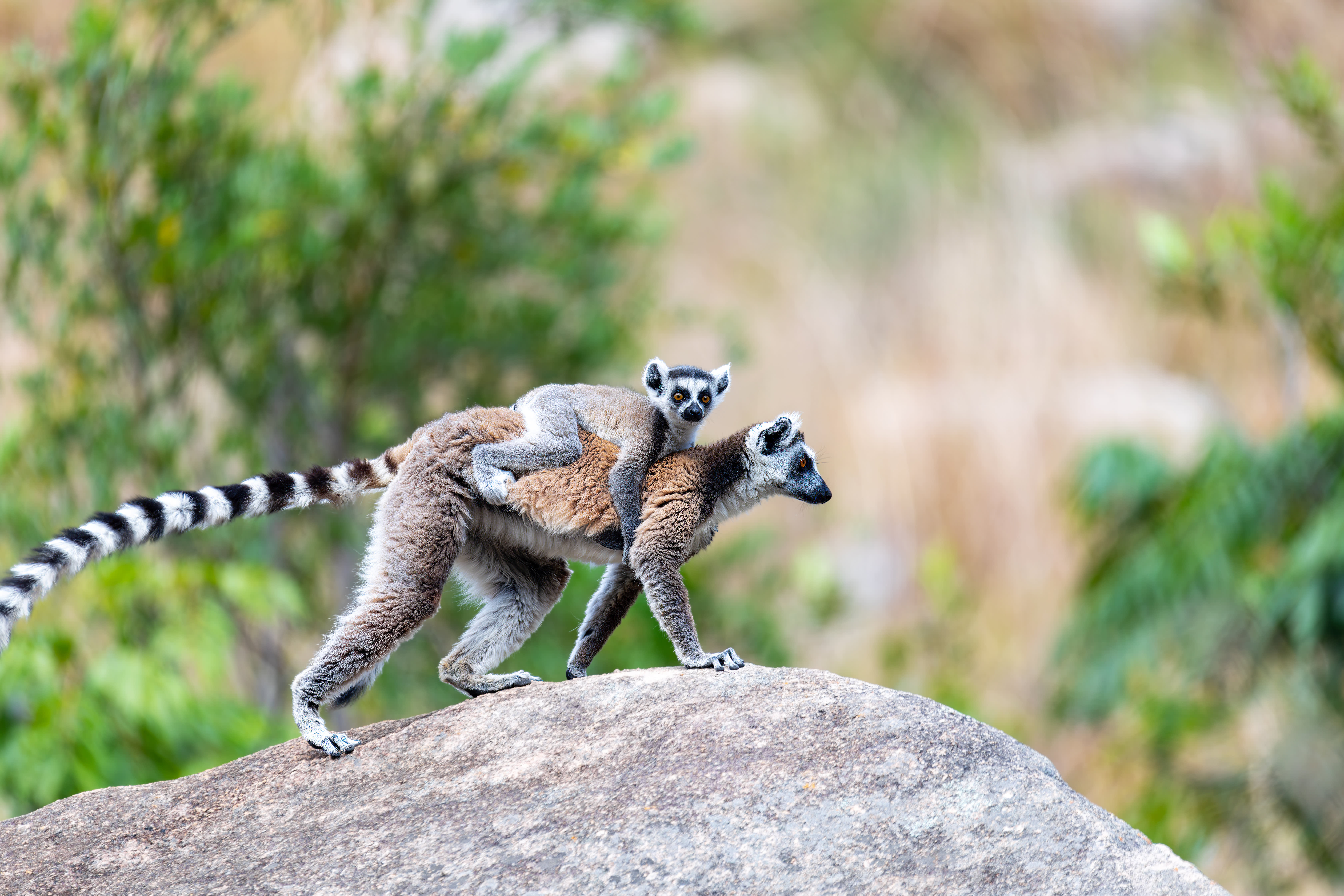Madagascar Wildlife Adventure (2027)