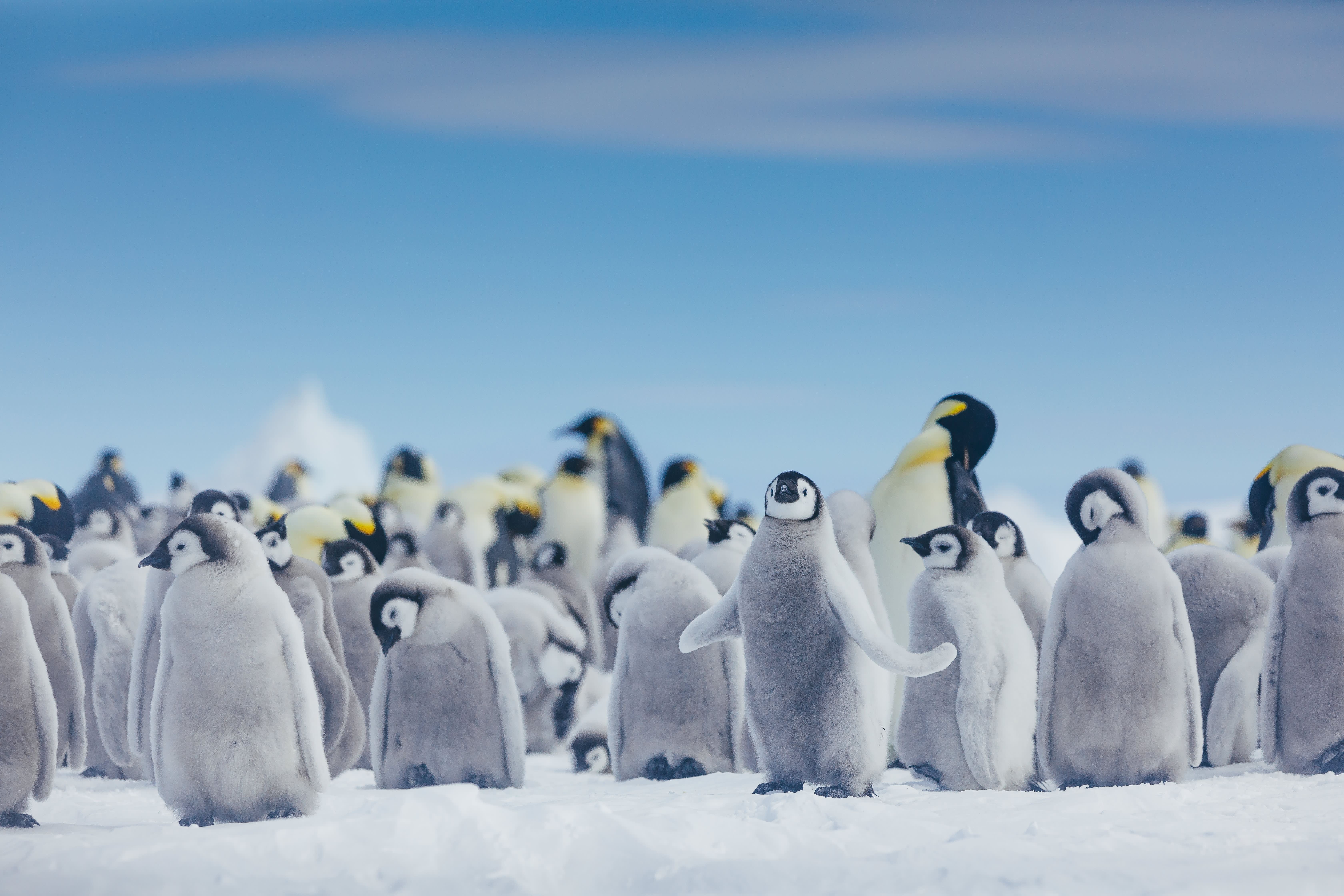 Emperor Penguin Quest: Expedition to Snow Hill