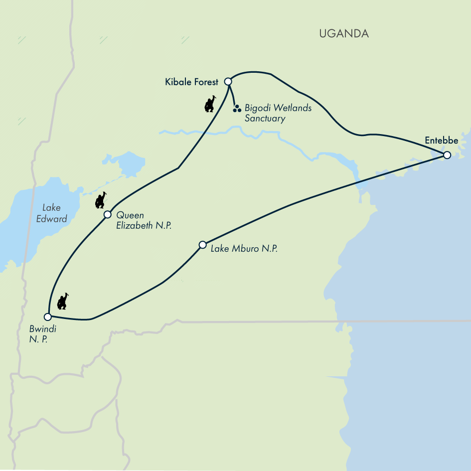 Chimps & Gorillas of Uganda