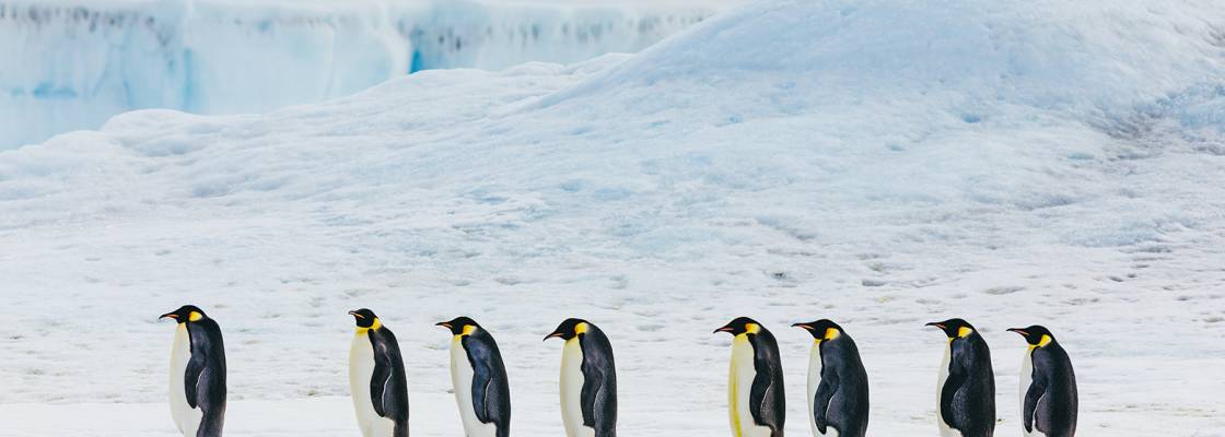 The march of emperor penguins at Snow Hill Island, Antarctica.